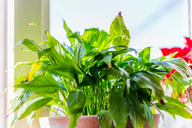 istock Close-up of green leaf 1440390747