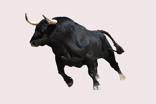 Strong black bull with big horns