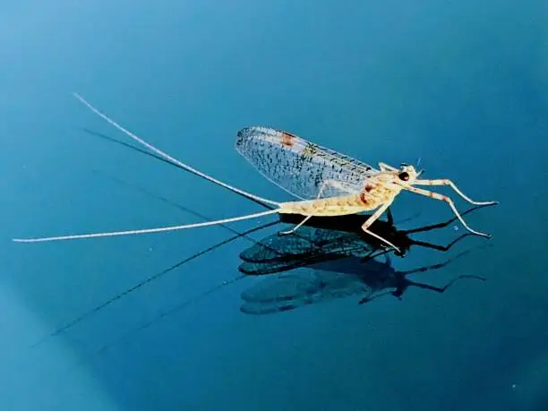 Photo of Mayfly 01