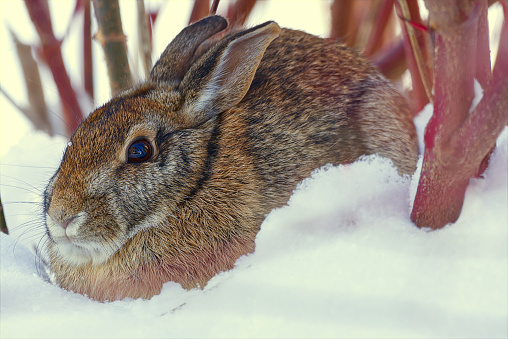 A winter image of an Eastern Cottontail (Sylvilagus floridanus) at rest in a patch of red osier dogwood, Southwestern Ontario, Canada.