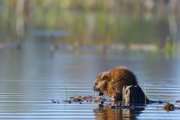 Muskrat Eating Breakfast, Hullett Marsh, Ontario