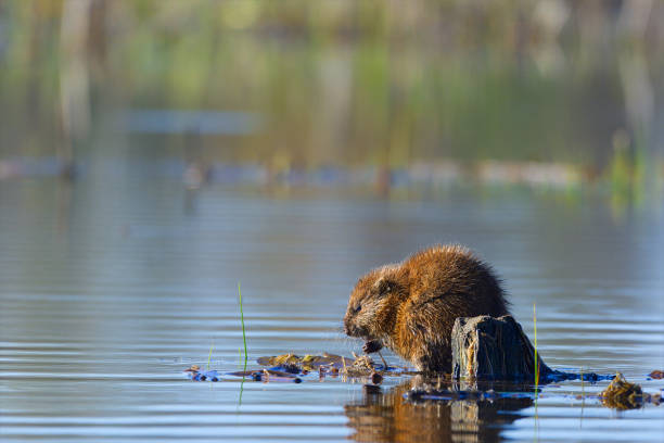 Muskrat Eating Breakfast, Hullett Marsh, Ontario Horizontal image of a Muskrat (Ondatra zibethicus) eating in a wetland habitat on a spring morning, Hullett Marsh, Ontario, Canada. ondatra zibethicus stock pictures, royalty-free photos & images