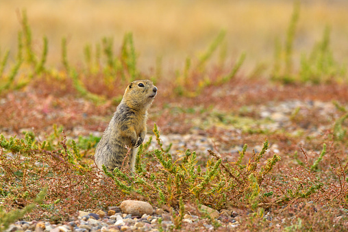 Horizontal image of a Richardson's Ground Squirrel (Urocitellus richardsonii) standing on hind legs checking out their territory in Grasslands National Park, Saskatchewan, Canada.