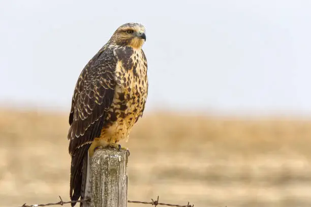 Horizontal image of a juvenile Swainson's Hawk (Buteo swainsoni) sitting atop a fencepost, Grassland's National Park East Block, Saskatchewan, Alberta