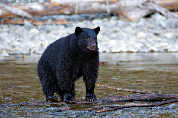 istock Black bear posing on Nitinat River, Vancouver Island, BC 1440400329