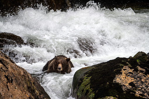 Grizzly bear in a river on the British Columbia coast