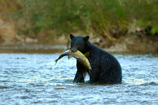 Black bear catching salmon on Nitinat River, Vancouver Island, BC