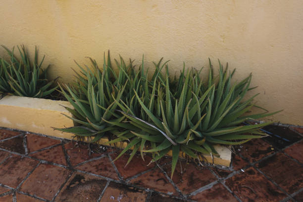 Fresh aloe vera plant growing outdoors