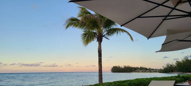 istock The sun palm and ocean 1440404509