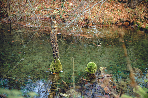 Moss on tree trunks. Forest and trees covered with moss. Forest in the winter.