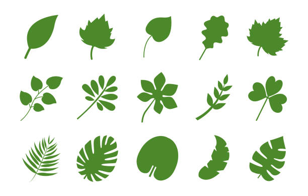 оставляет набор иконок. зеленые значки листьев. листья деревьев и растений. векторные элементы для эко, био и веганских логотипов. векторна� - 2627 stock illustrations