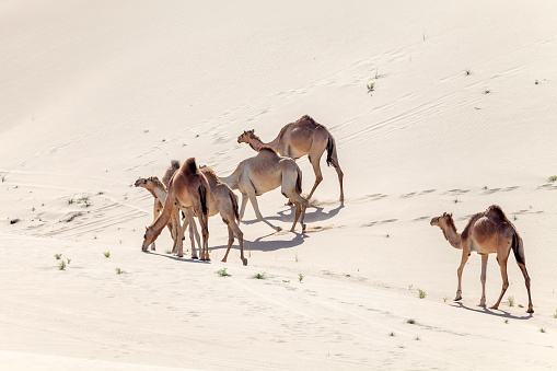 Group of middle eastern camels walking in the desert in UAE. High resolution photo.