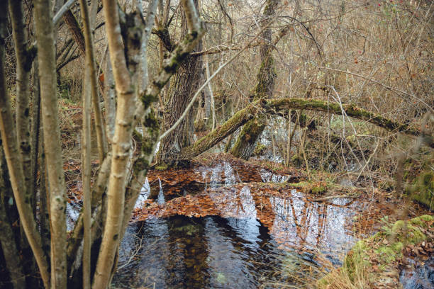 istock Autumn landscape of the forest trees and mountain river waters 1440407309