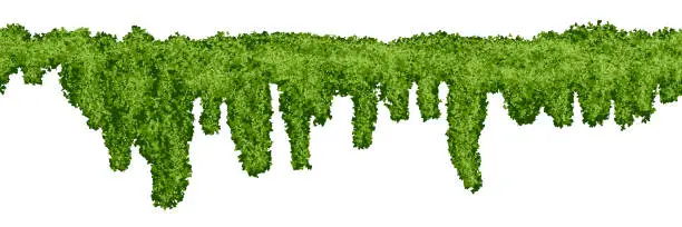 Vector illustration of Horizontal endless swamp moss texture on white background