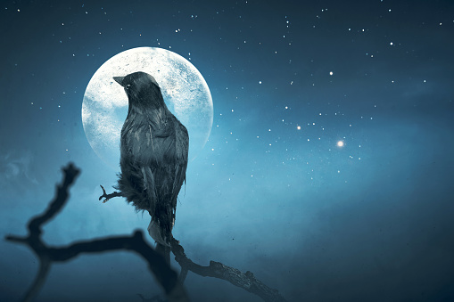 Crow with full moon on the night