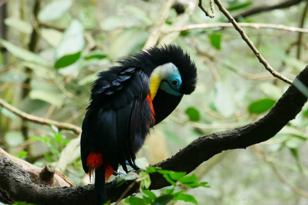 istock toucan bird in natural setting in singapore 1440410850