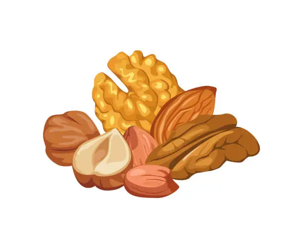 Vector illustration of Heap of nuts isolated on a white background. Peeled walnut, pecan, almond and peanut. Vector cartoon illustration of healthy food.