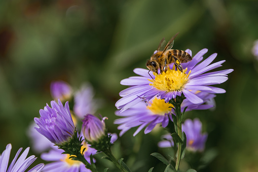 A bee on a purple flower. A honey bee on a blue aster. A dark pink aster flower with a bee on a flower on a green blurred background. The bee collects nectar for wintering. Selective focus.