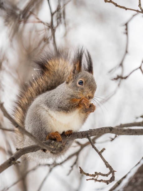 istock The squirrel with nut sits on tree in the winter or late autumn. 1440415123