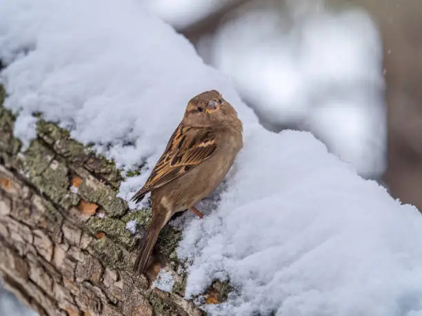 Photo of Sparrow sits on a tree trunk with snow in winter.