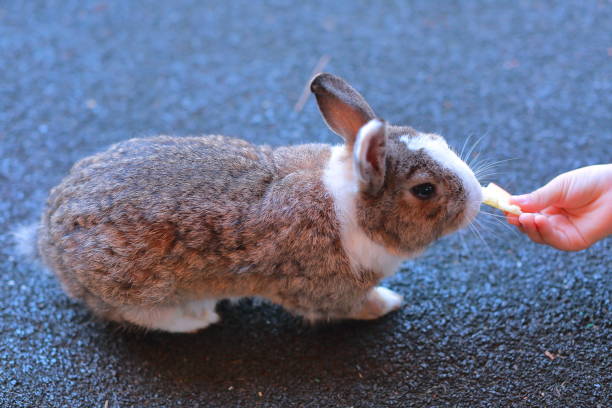 istock Wild rabbits in the park 1440418857