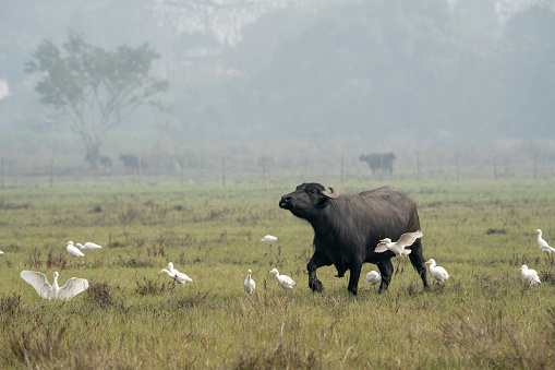 A water buffalo in a grassy meadow surrounded by white egrets on a misty morning.