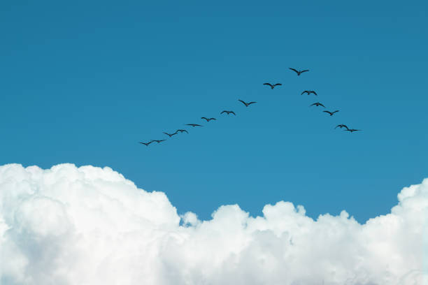 Migratory birds in V Formation, travel over long distances stock photo