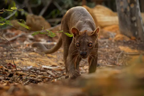 Photo of Fossa - Cryptoprocta ferox long-tailed mammal endemic to Madagascar, family Eupleridae, related to the Malagasy civet, the largest mammalian carnivore and top or apex predator on Madagascar