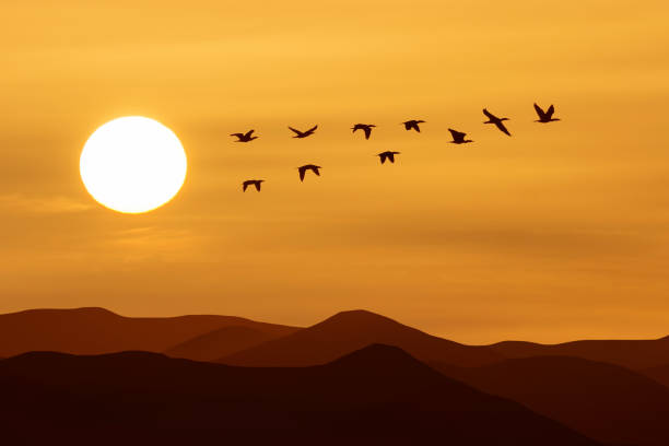 istock Birds flying against evening sunset or sunrise environment or ecology concept 1440419719