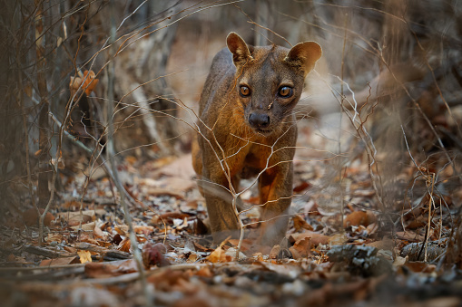Fossa - Cryptoprocta ferox long-tailed mammal endemic to Madagascar, family Eupleridae, related to the Malagasy civet, the largest mammalian carnivore and top or apex predator on Madagascar.