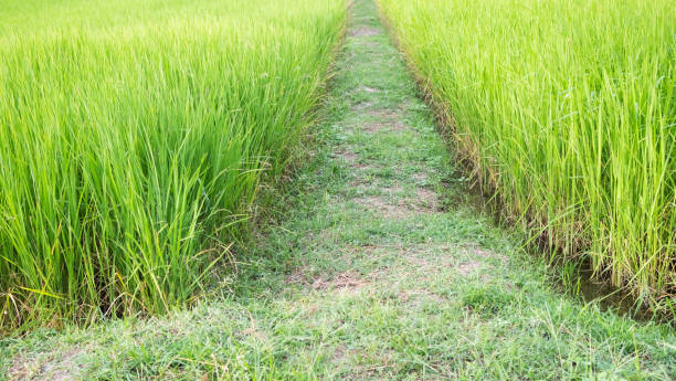 istock Footpath middle Jasmine Rice Growth Plant Background 1440422772