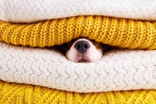 istock A wet black dog nose inside a stack of warm knitted clothes. 1440423893