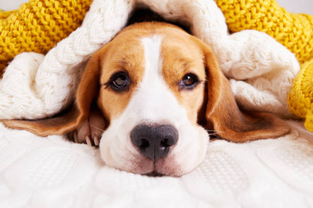 istock A beagle dog is lying on the bed under knitted blankets. Home environment, preparation for cold weather. 1440423894