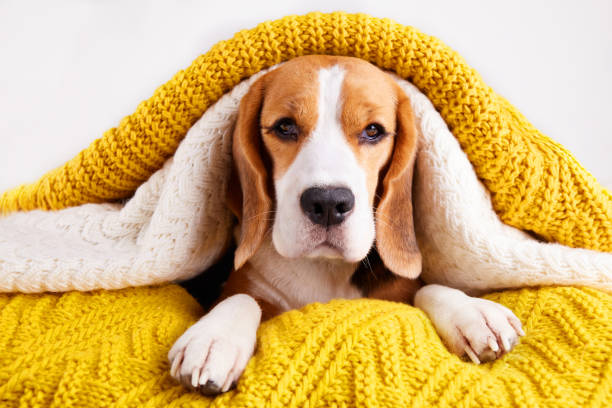 istock A beagle dog is lying on the bed under knitted blankets. Home environment, preparation for cold weather. 1440423899