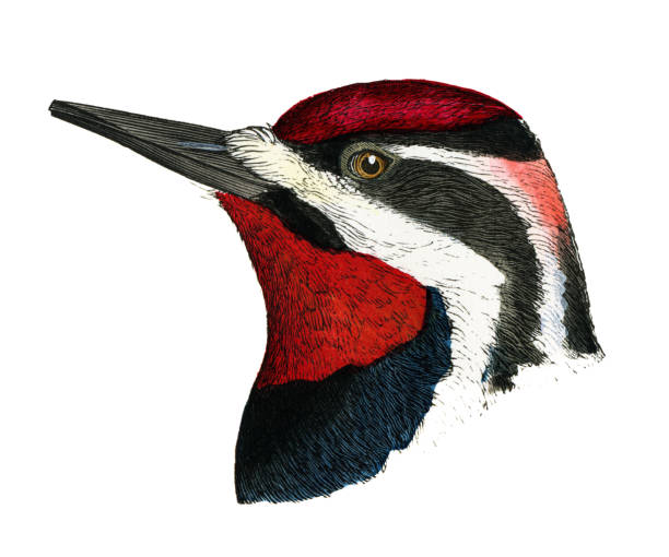 istock Red-naped Sapsucker bird head watercolor lithograph 1874 1440425414