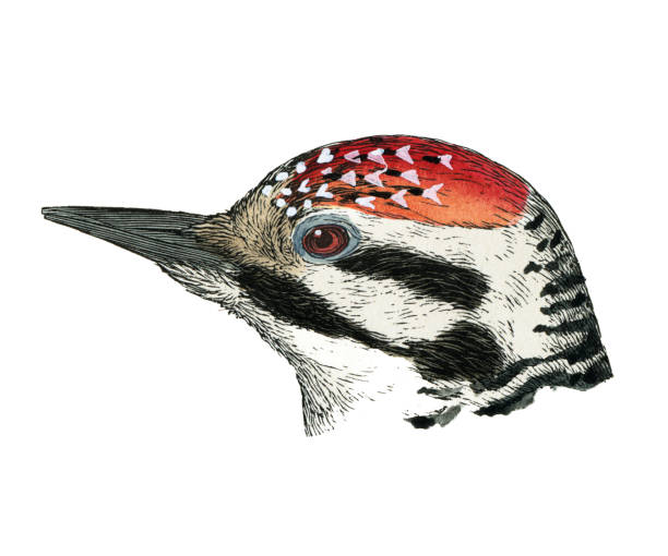 istock Ladder-backed woodpecker bird head watercolor lithograph 1874 1440425445