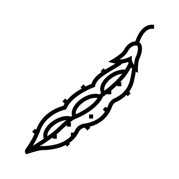 sojaschote grüne linie symbol vektor illustration - soybean bean edamame pod stock-grafiken, -clipart, -cartoons und -symbole