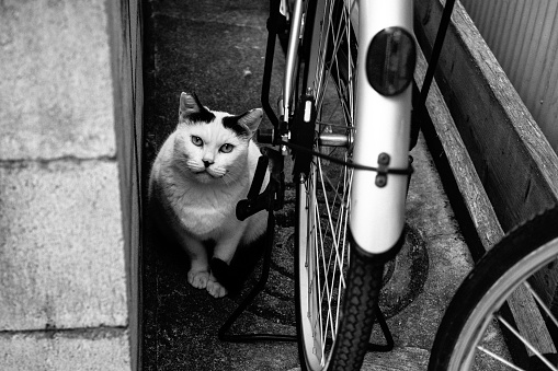 cat sitting next to a bicycle