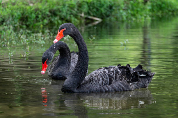 ein paar schwarze schwäne schwimmt im see - black swan stock-fotos und bilder
