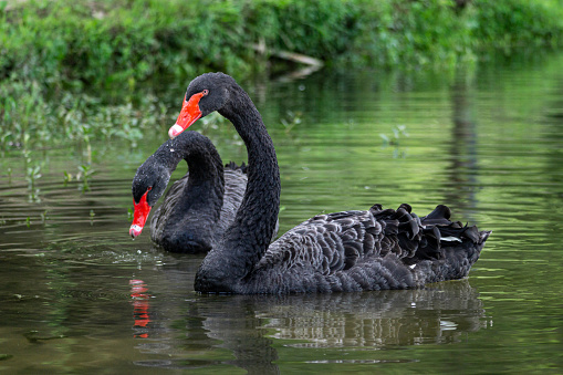 a pair of black swans swimming in the lake