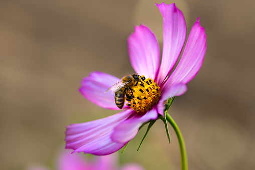 .Bee and flower. Close up of a large striped bee collects pollen on a pink Cosmea (Cosmos) flowers. Macro horizontal photography. Soft Summer and spring backgrounds