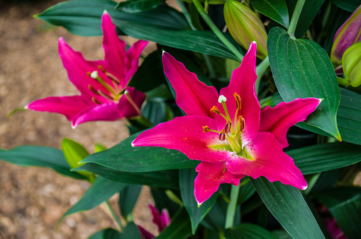 Native to southern Japan and southern China, lilium speciosum is an East Asian species of plants in lily family. Also called Japanese lily, the flowers are pink or white in color with pink specks, flowering in July,  August and September, with strong scent. \nIn Japan, it is listed as an endangered species.