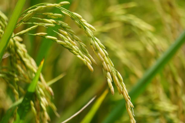 istock Rice with natural background. Rice is still green, young, not yet contained and not ready for harvest. 1440432789