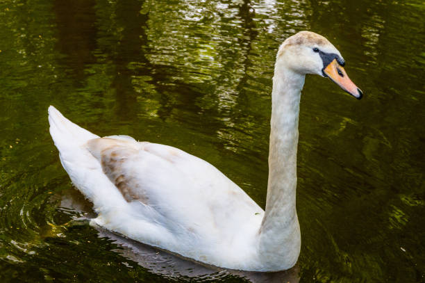 istock Swan on blue lake water in sunny day 1440433823