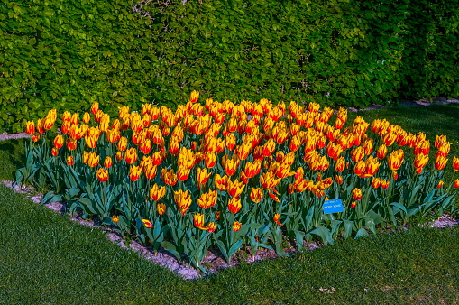 Colorful orange yellow tulips, Lisse in Holland.