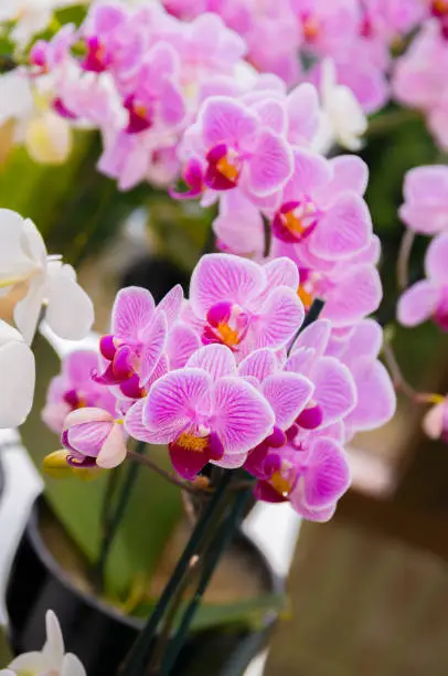 Beautiful pink blooming orchid flowers in macro.