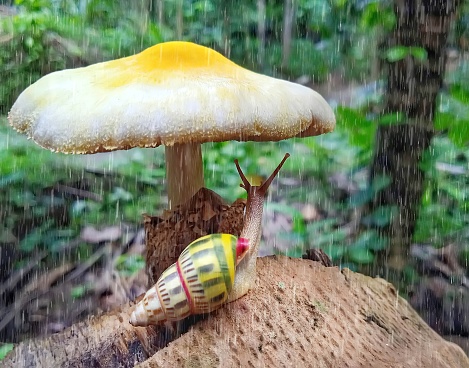 Little yellow snail is seeking cover for heavy rainfall under the mushroom as an umbrella.