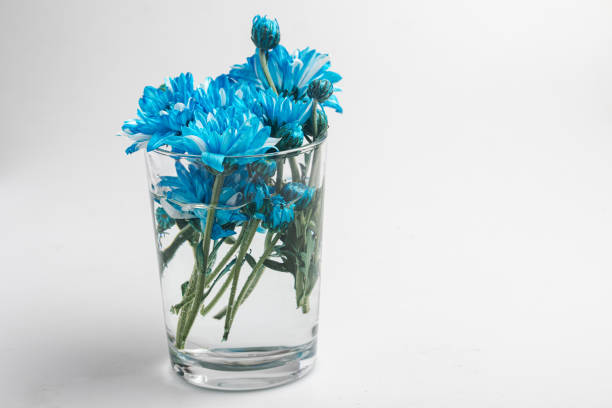 istock blue chrysanthemums in a glass vase 1440435317