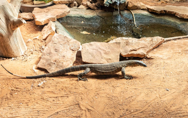 Large  monitor lizard in an aviary Large monitor lizard in an aviary in Gan Guru kangaroo park in Kibutz Nir David in the north of Israel nir stock pictures, royalty-free photos & images