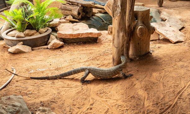 Large  monitor lizard in an aviary Large monitor lizard in an aviary in Gan Guru kangaroo park in Kibutz Nir David in the north of Israel nir stock pictures, royalty-free photos & images